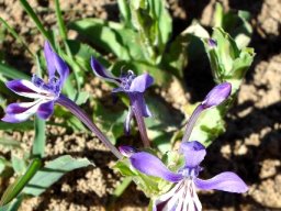 Lapeirousia jacquinii