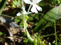 Lapeirousia jacquinii rare white flowers