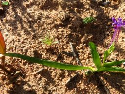 Lapeirousia jacquinii young plant, simple structure