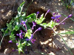 Lapeirousia jacquinii flowering