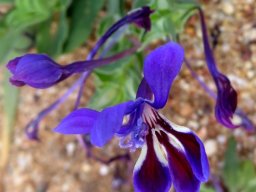 Lapeirousia jacquinii flower