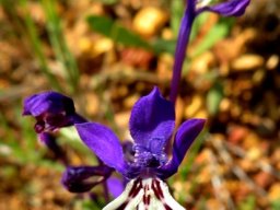Lapeirousia jacquinii flower
