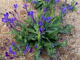 Lapeirousia jacquinii mature plant