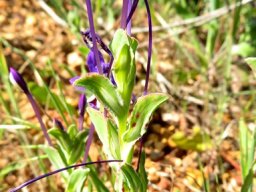 Lapeirousia jacquinii flower bracts and tubes