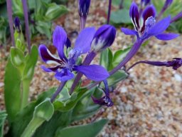 Lapeirousia jacquinii floral stages
