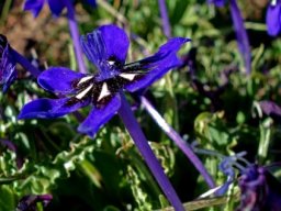 Lapeirousia oreogena