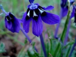 Lapeirousia oreogena erect anthers