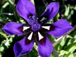 Lapeirousia oreogena flower