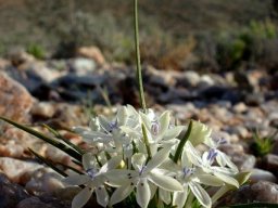 Lapeirousia plicata subsp. plicata