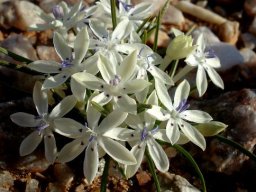 Lapeirousia plicata subsp. plicata in flower