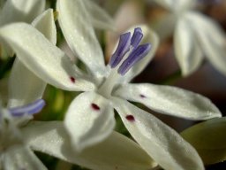 Lapeirousia plicata subsp. plicata flower