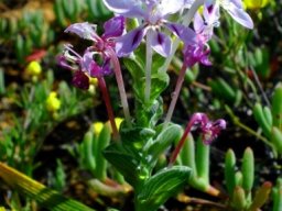 Lapeirousia pyramidalis subsp. pyramidalis
