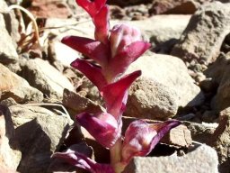 Lapeirousia pyramidalis subsp. pyramidalis fruit capsules