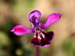 Lapeirousia pyramidalis subsp. regalis flower