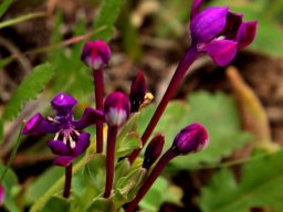 Lapeirousia pyramidalis subsp. regalis flowers