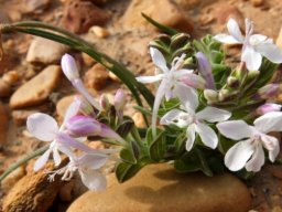 Lapeirousia pyramidalis subsp. pyramidalis near white
