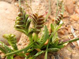 Lapeirousia pyramidalis subsp. pyramidalis floral bracts