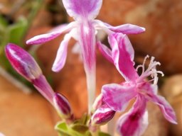 Lapeirousia pyramidalis subsp. pyramidalis colours