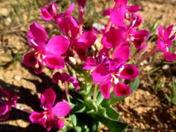 Lapeirousia silenoides