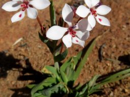 Lapeirousia verecunda flowers