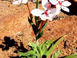 Lapeirousia verecunda