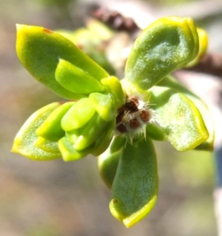 Lasiosiphon deserticola flower remains