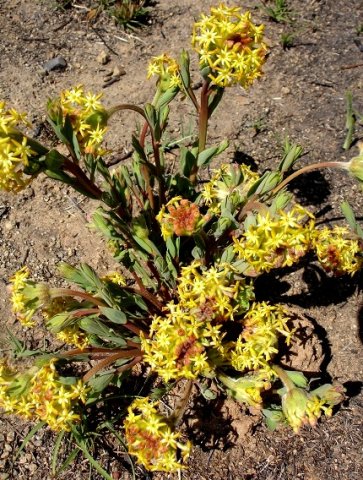 Lasiosiphon kraussianus var. kraussianus