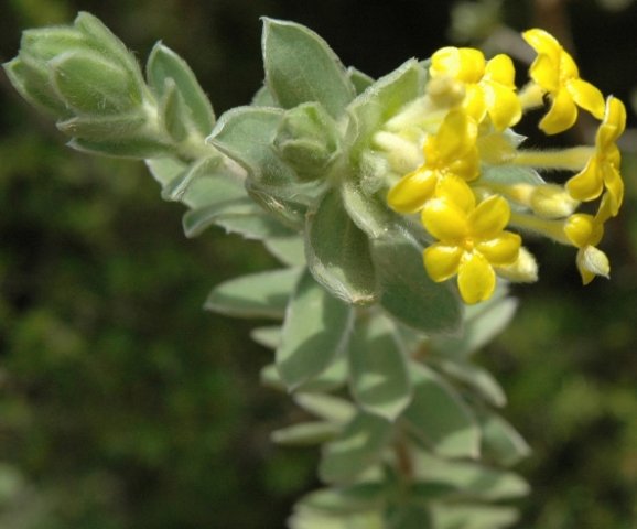 Lasiosiphon polyanthus