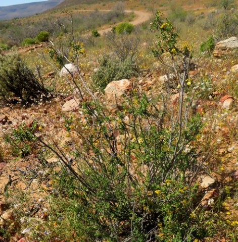 Lasiosiphon deserticola after its been through the wars