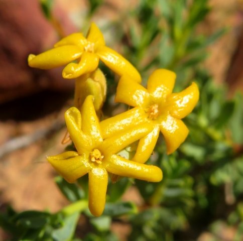 Lasiosiphon deserticola glossy flowers