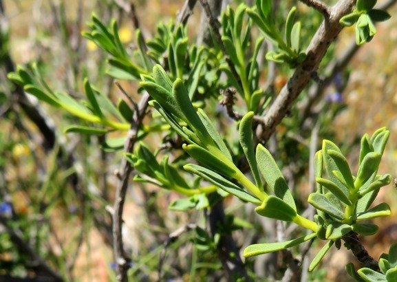 Lasiosiphon deserticola leaves
