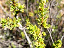Lasiosiphon deserticola branch