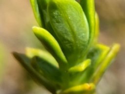 Lasiosiphon deserticola stem-tip leaves