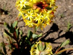 Lasiosiphon kraussianus var. kraussianus flowers
