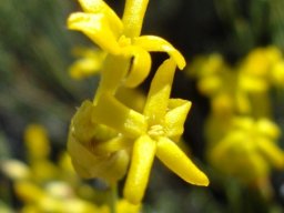 Lasiosiphon polycephalus flowers