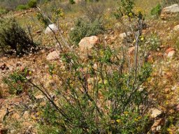 Lasiosiphon deserticola after its been through the wars