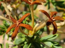 Lasiosiphon deserticola old brown flowers