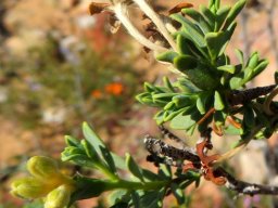 Lasiosiphon deserticola buds and withered flowers