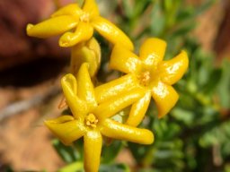 Lasiosiphon deserticola glossy flowers