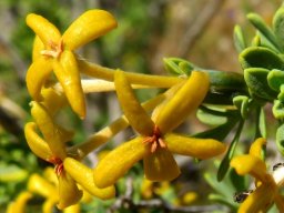 Lasiosiphon deserticola flowers