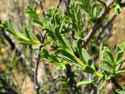 Lasiosiphon deserticola leaves