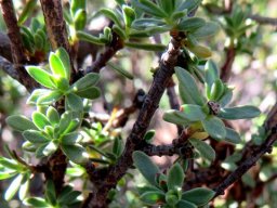 Lasiosiphon deserticola stems and leaves