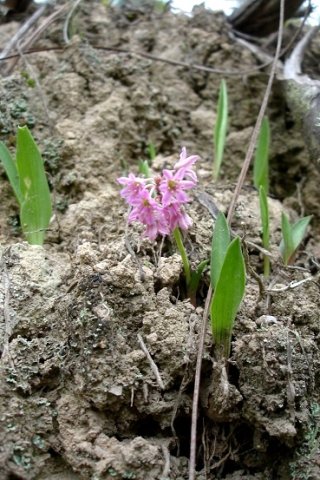 Ledebouria cooperi