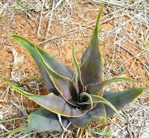 Ledebouria marginata purple leaves