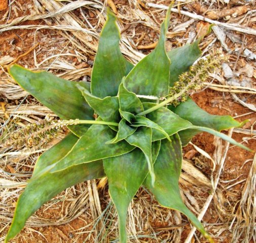 Ledebouria marginata spotted leaves