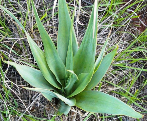 Ledebouria marginata green leaves