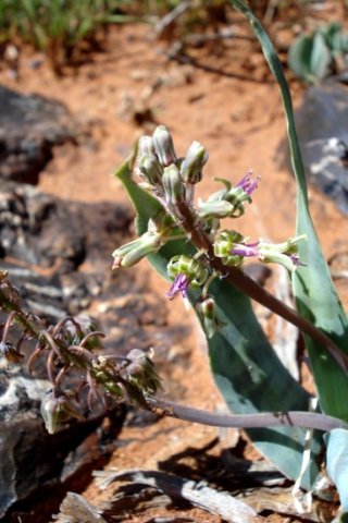Ledebouria marginata, young and old flowers