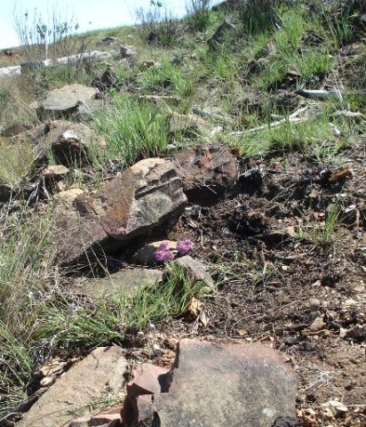 Ledebouria mokobulanensis in habitat