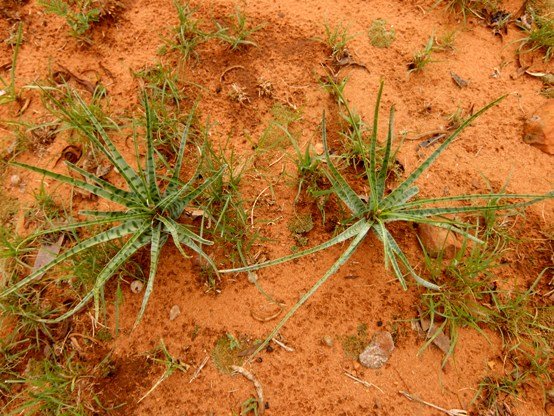 Ledebouria narrow leaves
