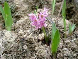 Ledebouria cooperi